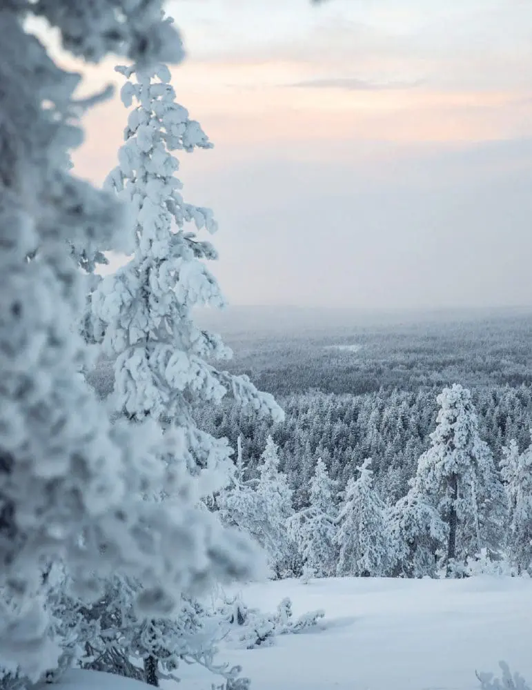 Snow-covered trees overlook a vast, frozen landscape in Lapland, Finland, under a pale sky.
