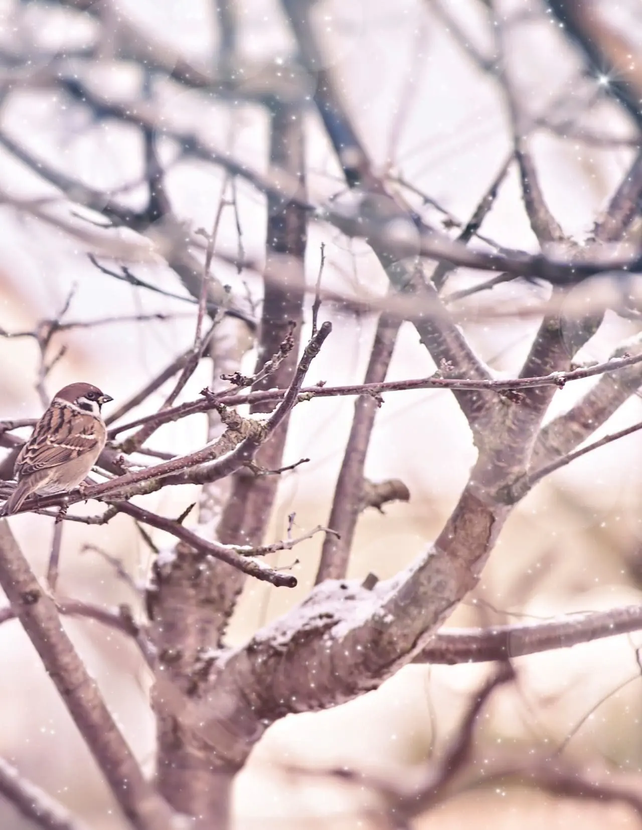 House sparrow perched on a snow-covered tree branch during winter.