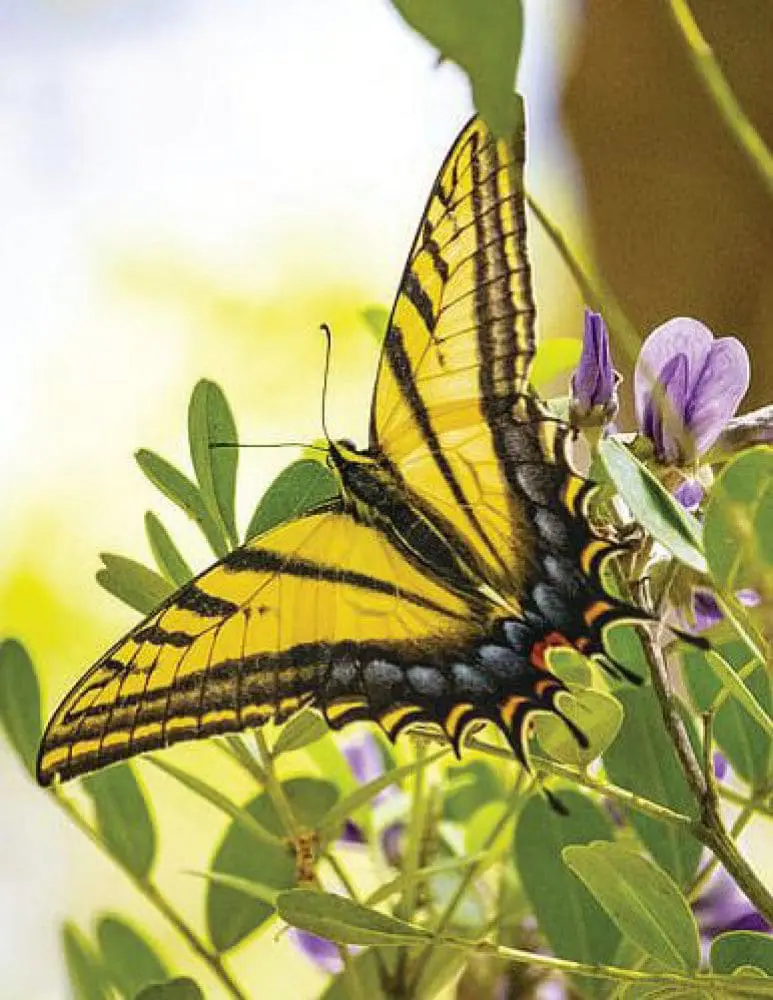 Western Tiger Swallowtail butterfly on a branch with purple flowers