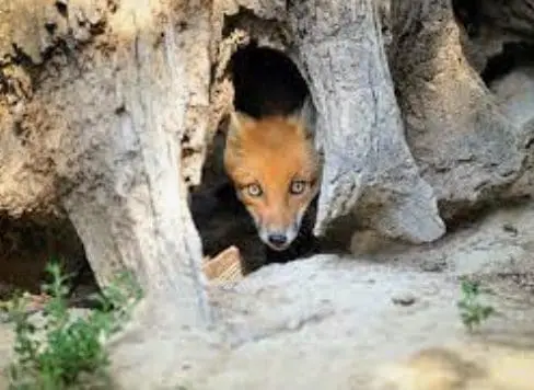 Fox peeking out from a den among tree roots