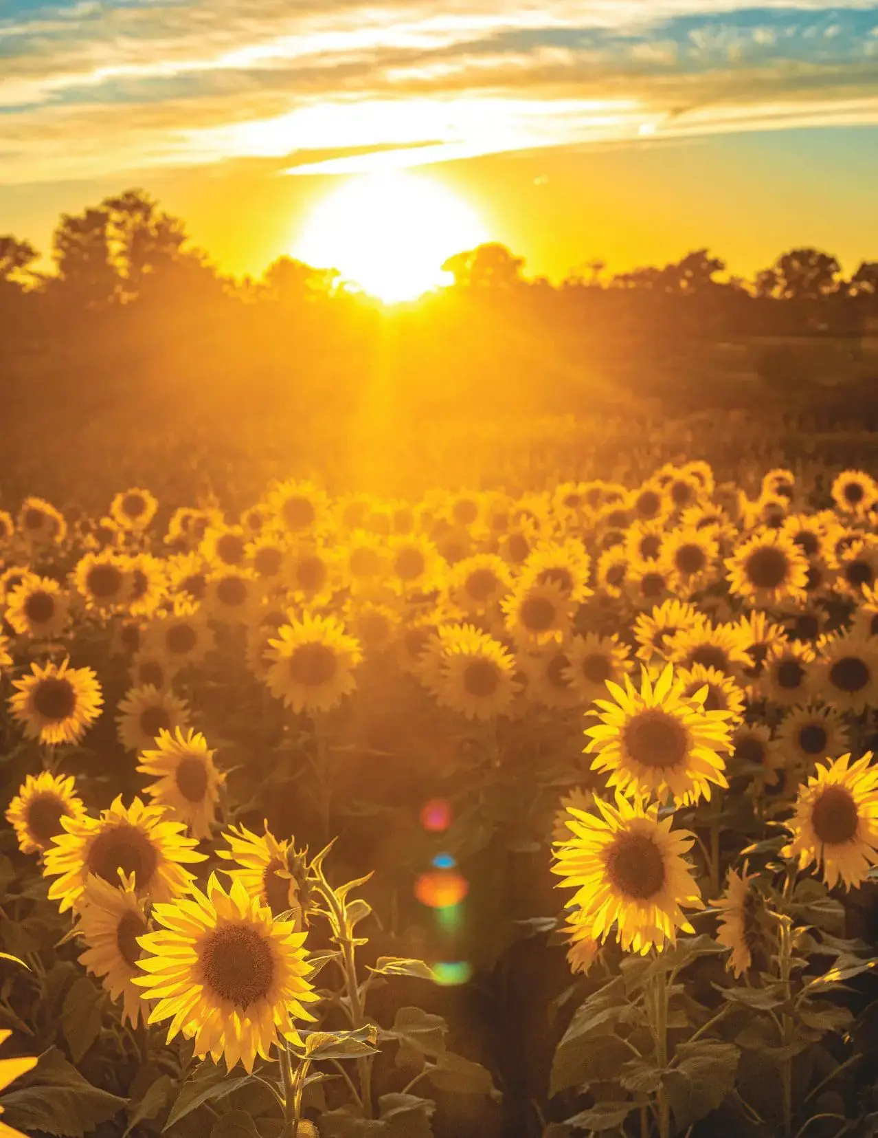 Golden sunflower field at sunset with sunbeams and clouds.