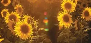 Mommys Timeout Golden Sunflower Field