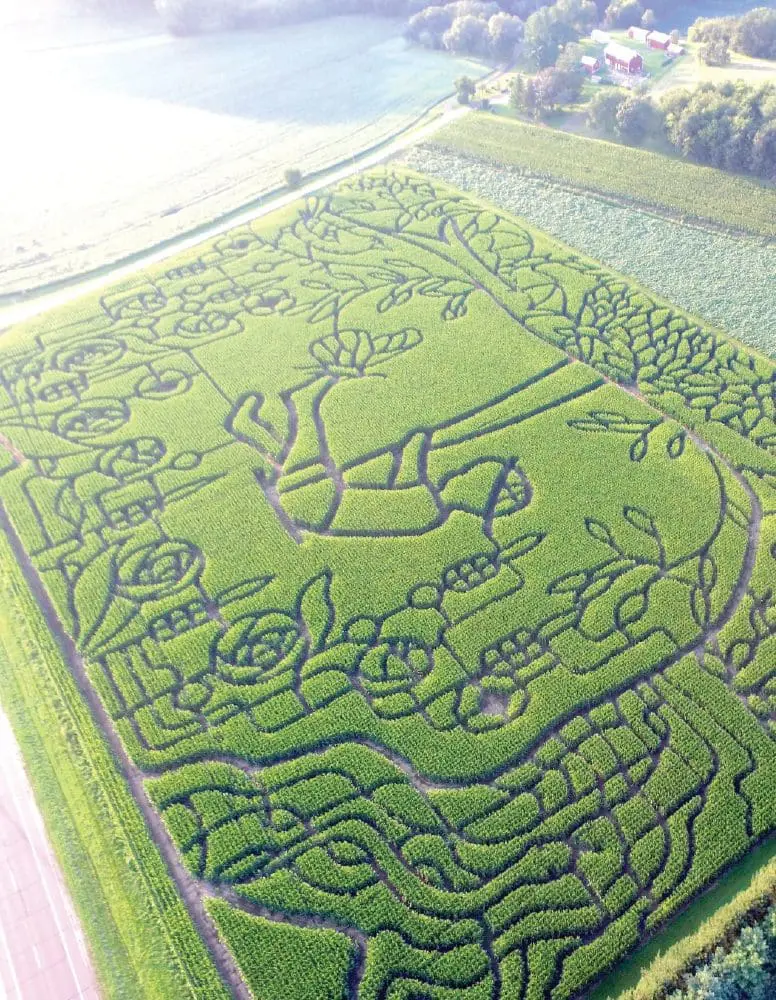 Aerial view of a corn maze with detailed patterns and pathways.
