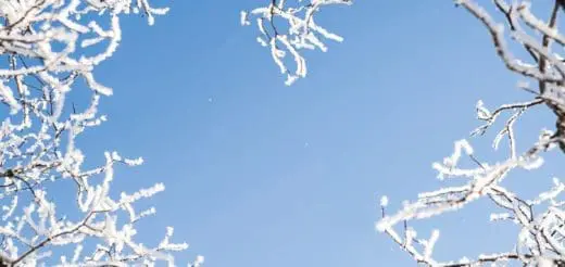 Mommy's Timeout Winter Heart Branches