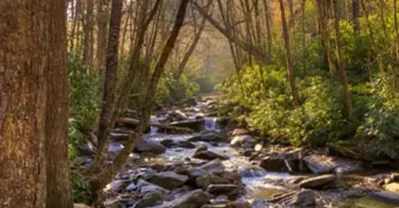 Rocky stream flows through a sunlit forest
