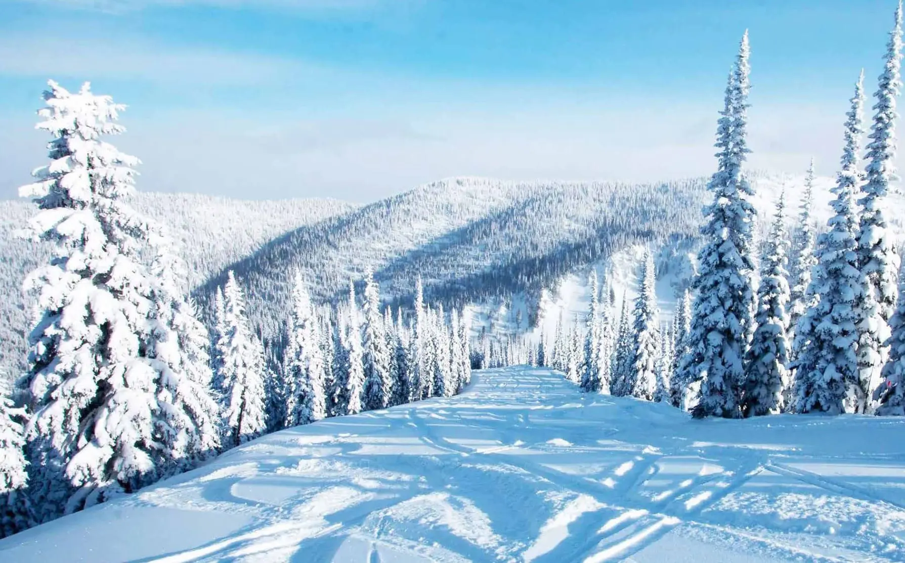 Snow-covered pine trees line a groomed ski slope on a sunny day.