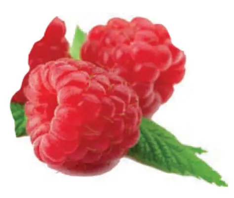 Two ripe raspberries with green leaves