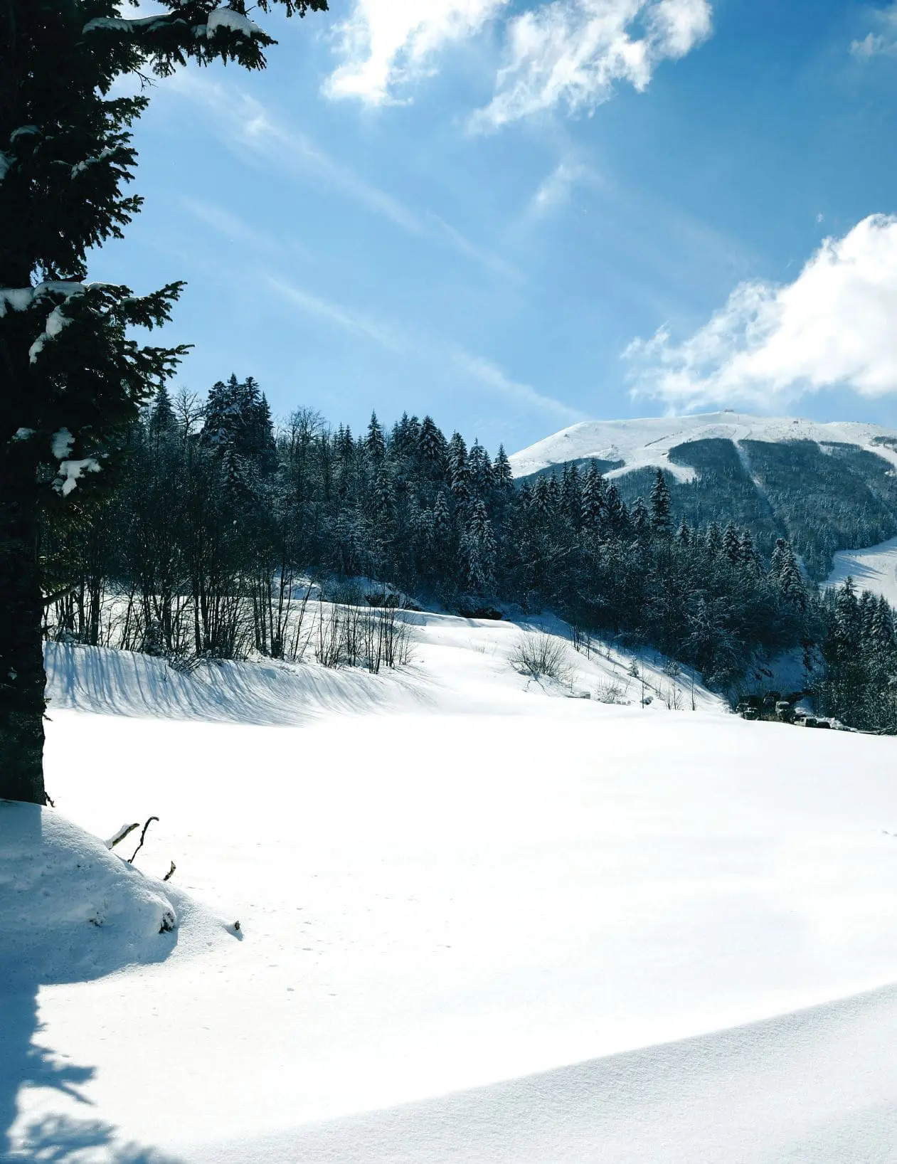 Snow-covered meadow leading to a forest and mountain peak under a blue sky.