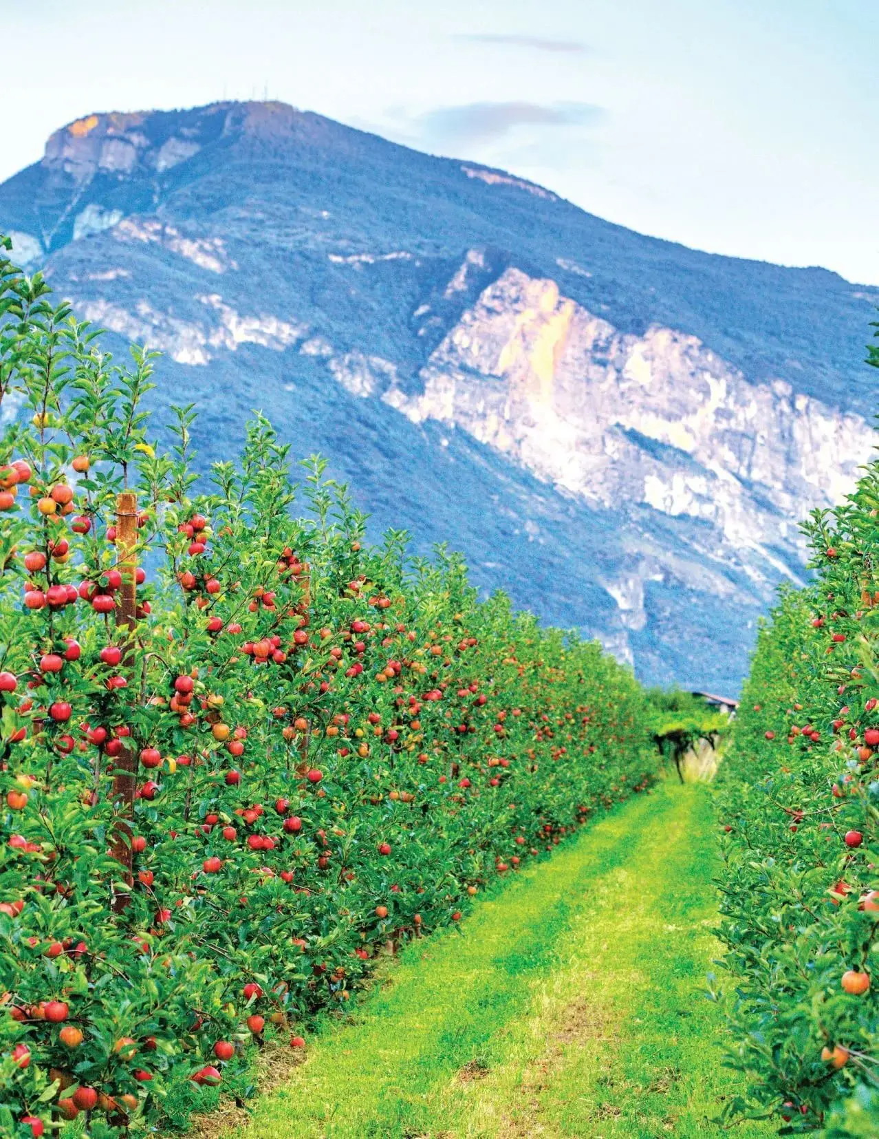 Apple orchard with rows of trees laden with fruit, with a mountain in the background.