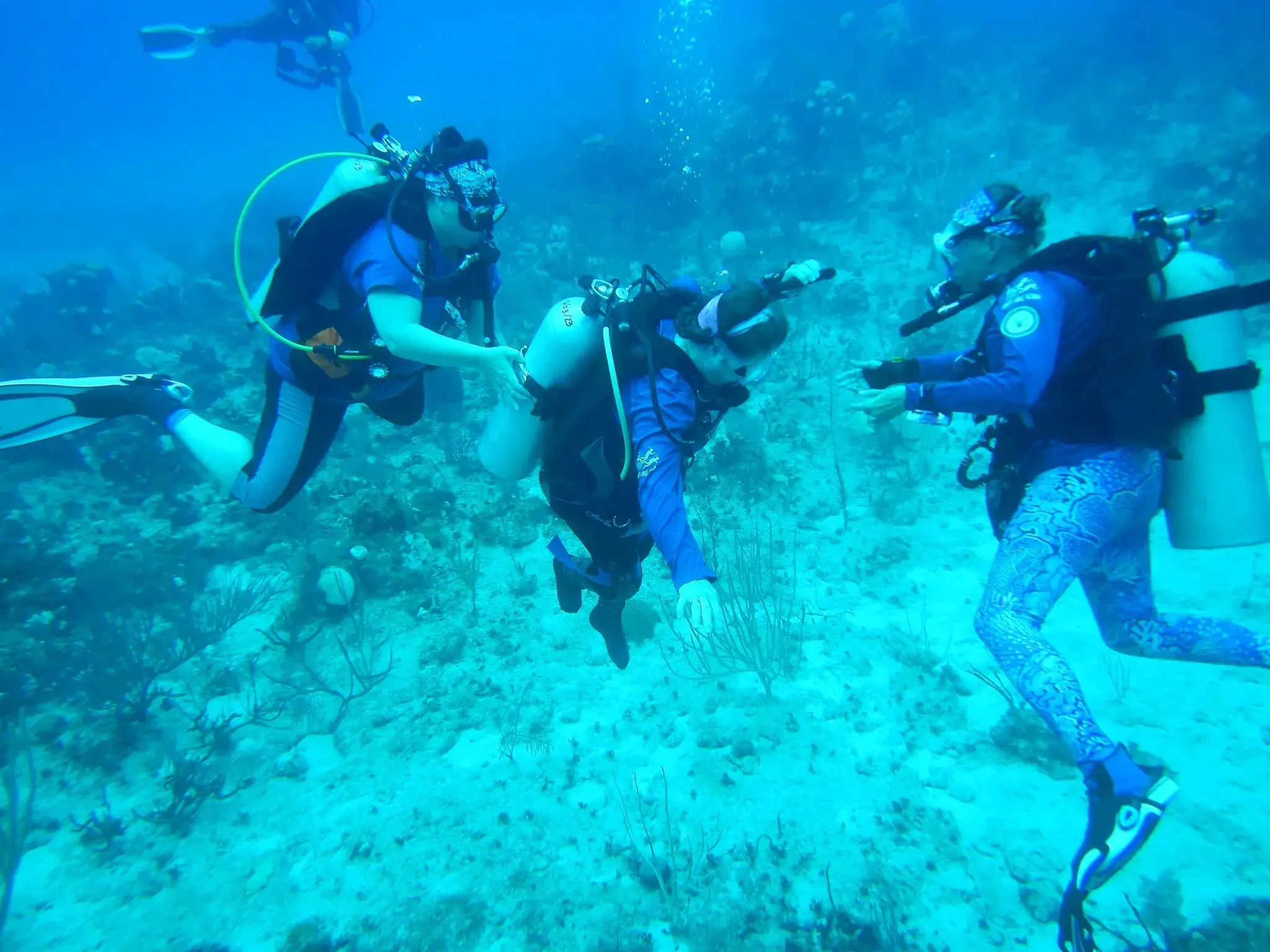 Three scuba divers explore a coral reef in clear blue water.