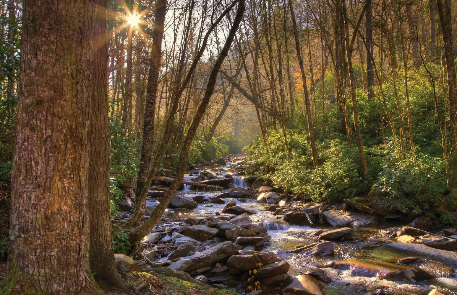 Sunlight streams through trees onto a rocky stream in Great Smoky Mountains National Park.