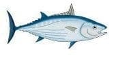 Tuna fish illustration