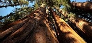 Giant redwood trees reaching towards the sky.