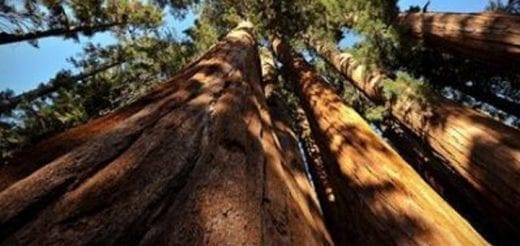Giant redwood trees reaching towards the sky.