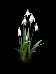 A cluster of white snowdrop flowers with green leaves against a black background.