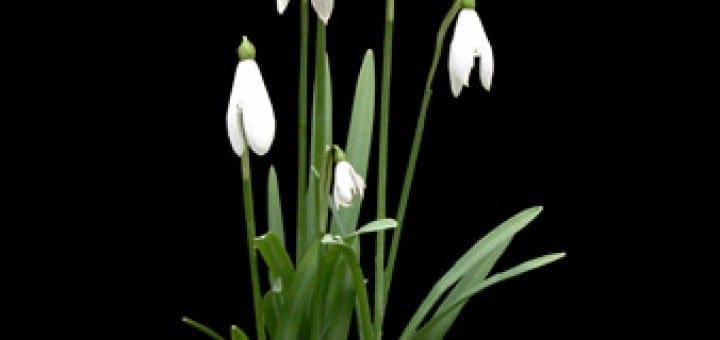 A cluster of white snowdrop flowers with green leaves against a black background.