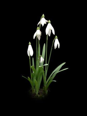 A cluster of white snowdrop flowers with green leaves against a black background.