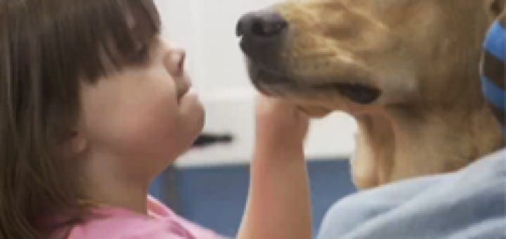 A child gently touches the face of a service dog in training.
