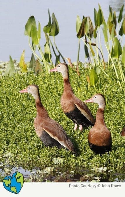 Three whistling ducks stand in lush green vegetation near water.