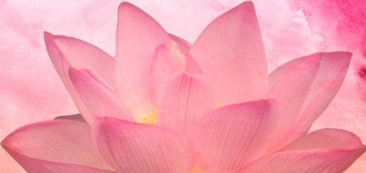 Pink lotus flower in bloom.