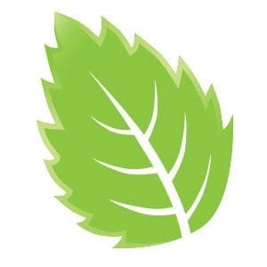 A bright green leaf with serrated edges and white veins.