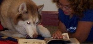 A husky rests its head on a book next to a young person wearing glasses.