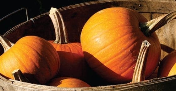 Several orange pumpkins in a wooden bushel basket.