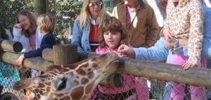 Family feeding a giraffe at the zoo.