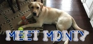 Yellow Labrador Retriever lying on a rug with toys.