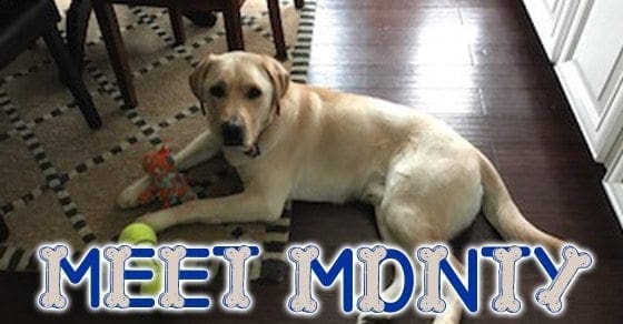 Monty the yellow Labrador Retriever lies on the floor with a chew toy and a tennis ball.