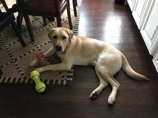 Monty, a yellow Labrador Retriever, lies on a rug with a yellow chew toy and a tennis ball.