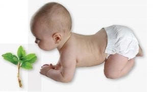 Baby crawling towards a small plant.