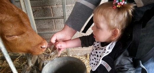 Young child feeding a calf.