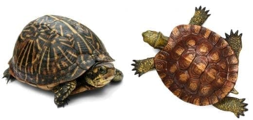 Two turtles are shown on a white background.