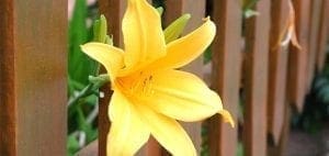 A bright yellow lily blooms in front of a wooden fence.