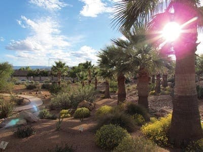 Palm trees and desert landscaping on the grounds of the local hospital.