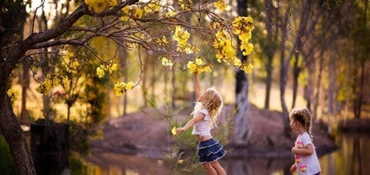 Two children look up at a tree with yellow flowers.