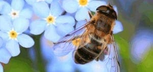 Bee resting on a cluster of light blue flowers.