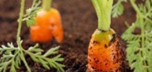 Carrots growing in dark soil with green leafy tops.