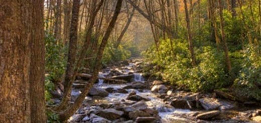 A rocky stream flows through a sun-dappled forest in autumn.