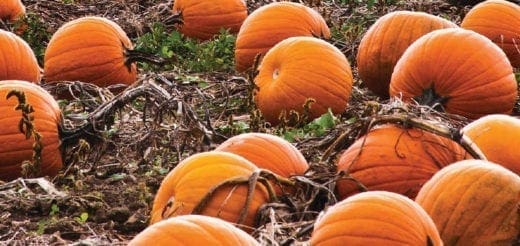 Pumpkins scattered across a field.