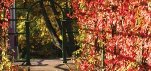 A park bench sits under a canopy of red and yellow fall foliage.