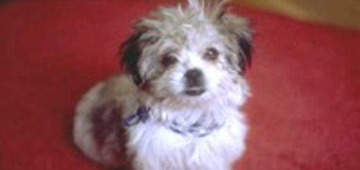 A small, fluffy puppy with white, gray, and black fur sits on a red surface.