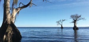 Bare cypress trees rise from the blue water of a lake under a clear sky.