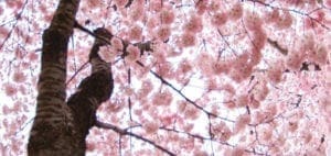Cherry blossoms in full bloom against a bright sky
