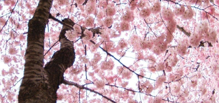 Cherry blossoms in full bloom against a bright sky