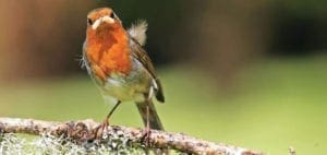 Robin perched on a lichen-covered branch