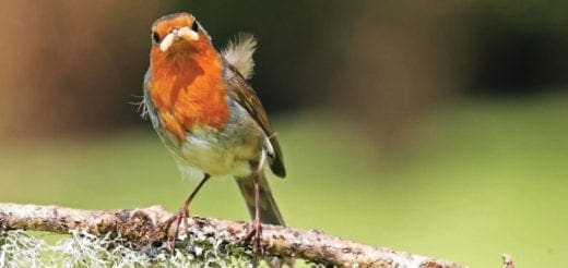 Robin perched on a lichen-covered branch