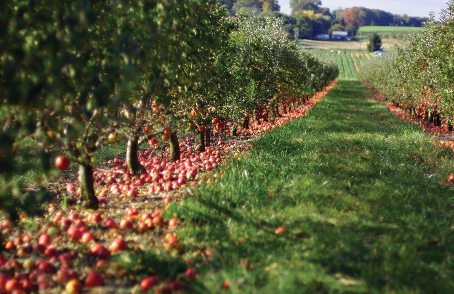 Apples litter the ground beneath trees in an orchard at Larriland Farm.