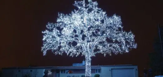 A tree is covered in white lights against a dark sky.